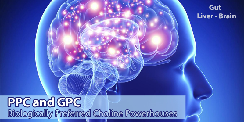 PPC and GPC Choline Source