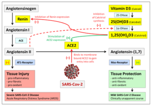 Vitamin D3 and Angiotensin System